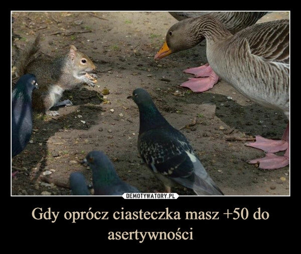 
    Gdy oprócz ciasteczka masz +50 do asertywności