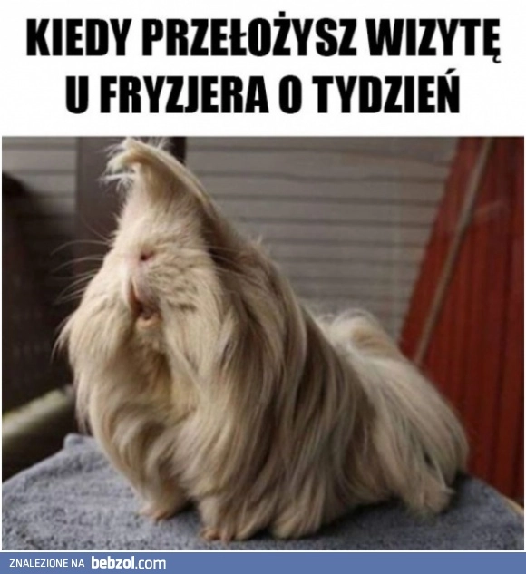 
    Fryzjer