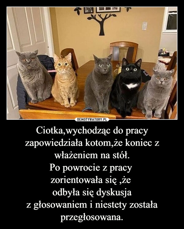 
    Ciotka,wychodząc do pracy zapowiedziała kotom,że koniec z włażeniem na stół.
Po powrocie z pracy
zorientowała się ,że
odbyła się dyskusja
z głosowaniem i niestety została przegłosowana. 