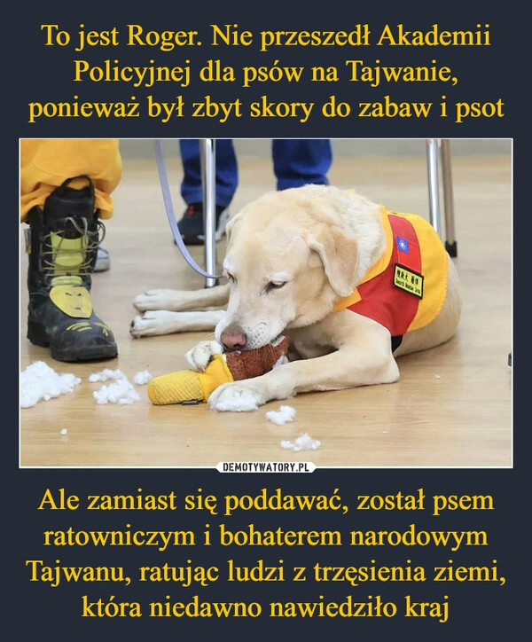 
    To jest Roger. Nie przeszedł Akademii Policyjnej dla psów na Tajwanie, ponieważ był zbyt skory do zabaw i psot Ale zamiast się poddawać, został psem ratowniczym i bohaterem narodowym Tajwanu, ratując ludzi z trzęsienia ziemi, która niedawno nawiedziło kraj