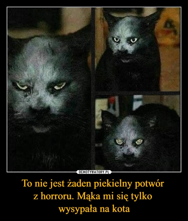 
    To nie jest żaden piekielny potwór 
z horroru. Mąka mi się tylko 
wysypała na kota