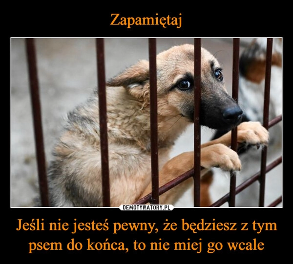 
    Zapamiętaj Jeśli nie jesteś pewny, że będziesz z tym psem do końca, to nie miej go wcale