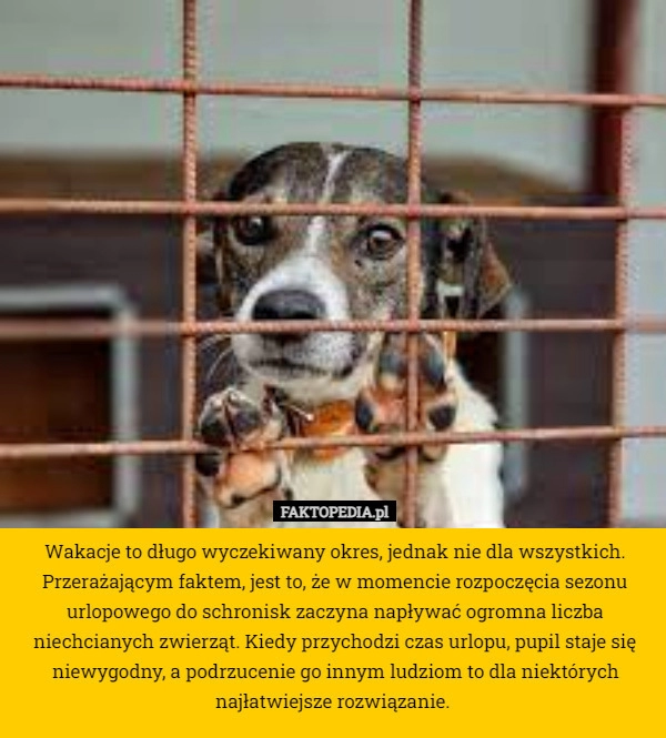 
    Wakacje to długo wyczekiwany okres, jednak nie dla wszystkich. Przerażającym