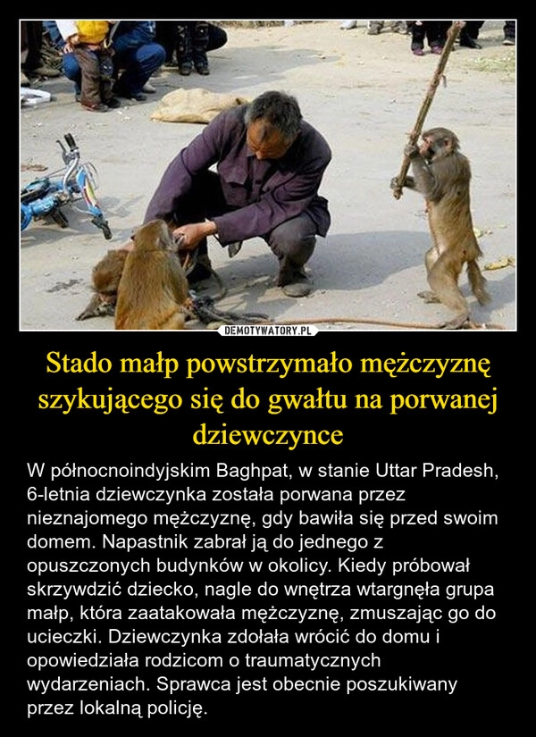 
    Stado małp powstrzymało mężczyznę szykującego się do gwałtu na porwanej dziewczynce