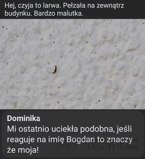 
    Hej, czyja to larwa?