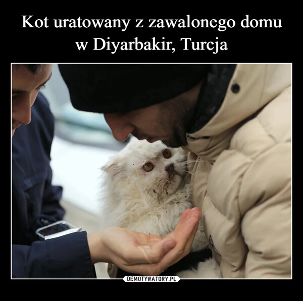 
    Kot uratowany z zawalonego domu w Diyarbakir, Turcja 