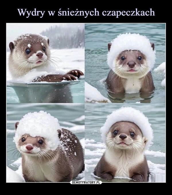 
    Wydry w śnieżnych czapeczkach