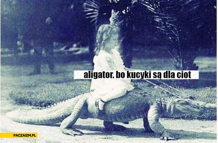 
    Aligator bo kucyki są dla ciot