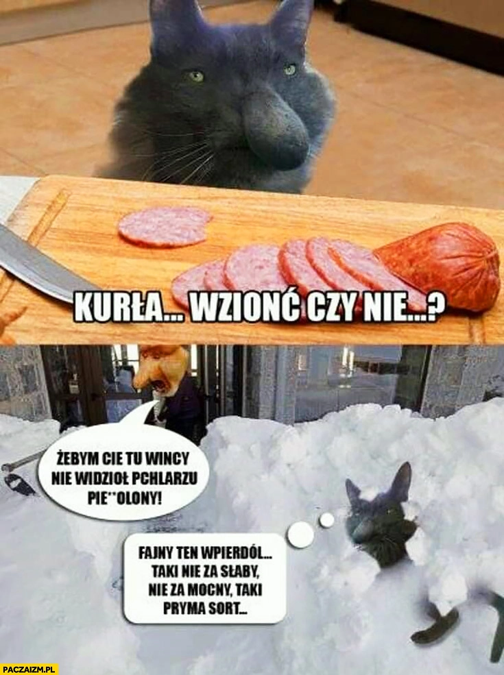 
    Kot kiełbasa szynka wziąć czy nie wziąć wyrzucony z domu żebym Cię więcej nie widział pchlarzu typowy Polak nosacz małpa