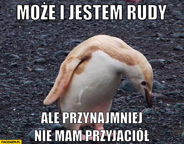 
    Może i jestem rudy ale przynajmniej nie mam przyjaciół