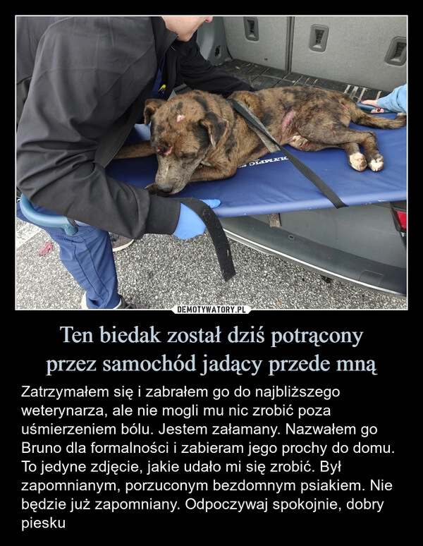 
    Ten biedak został dziś potrącony
przez samochód jadący przede mną