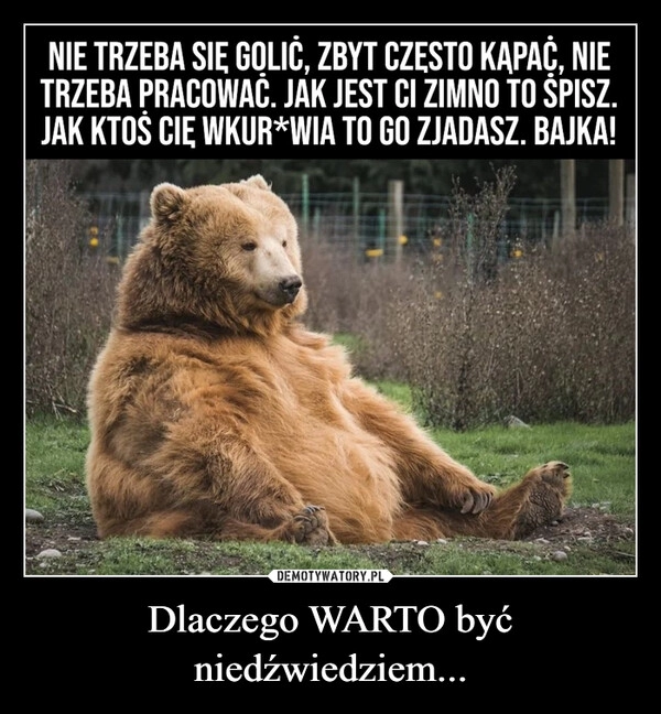 
    Dlaczego WARTO być niedźwiedziem...