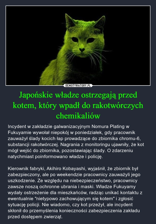 
    Japońskie władze ostrzegają przed kotem, który wpadł do rakotwórczych chemikaliów