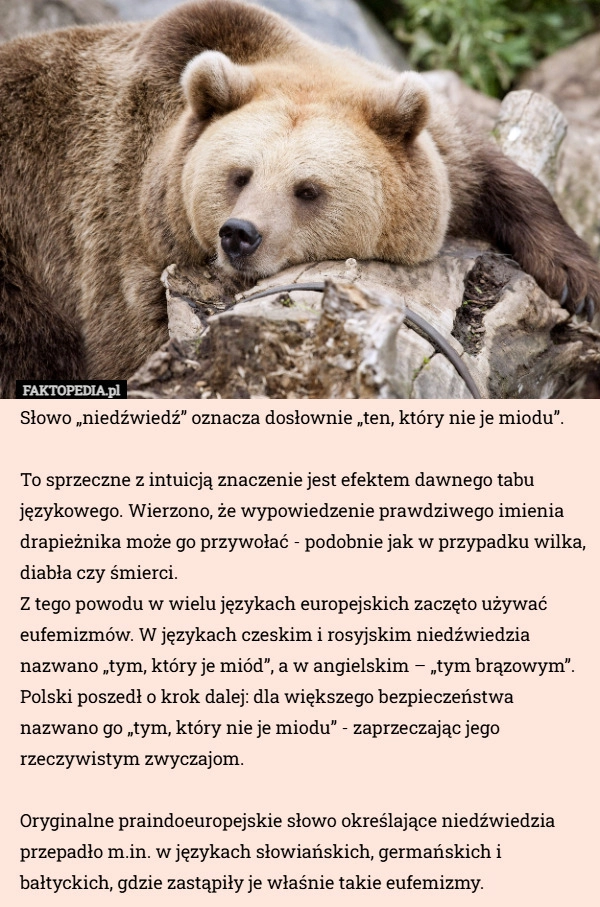 
    Słowo „niedźwiedź” oznacza dosłownie „ten, który nie je miodu”.

To sprzeczne