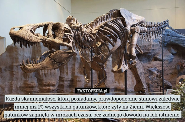 
    Każda skamieniałość, którą posiadamy, prawdopodobnie stanowi zaledwie mniej
