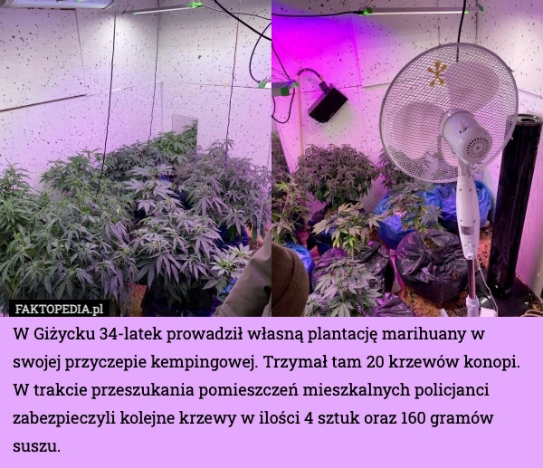 
    W Giżycku 34-latek prowadził własną plantację marihuany w swojej przyczepie