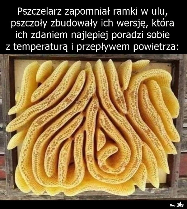 
    Pszczoły 