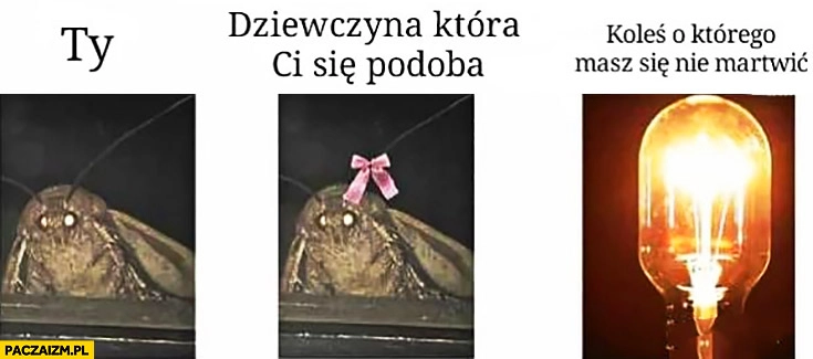 
    Ćma ćmy Ty dziewczyna, która Ci się podoba, koleś o którego masz się nie martwić żarówka