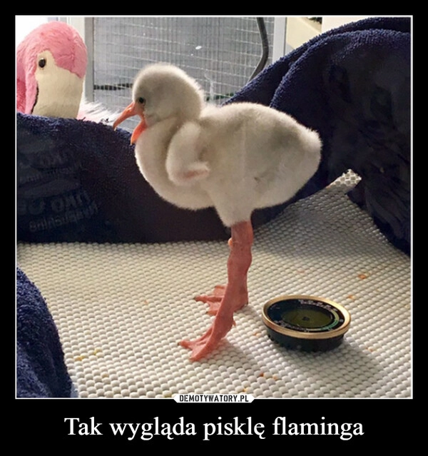 
    Tak wygląda pisklę flaminga