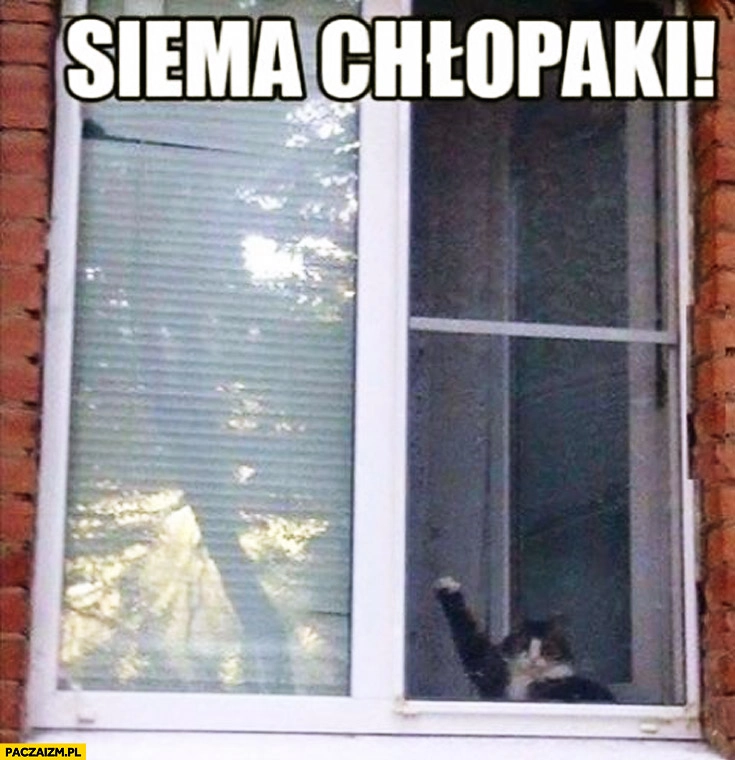 
    Siema chłopaki kot