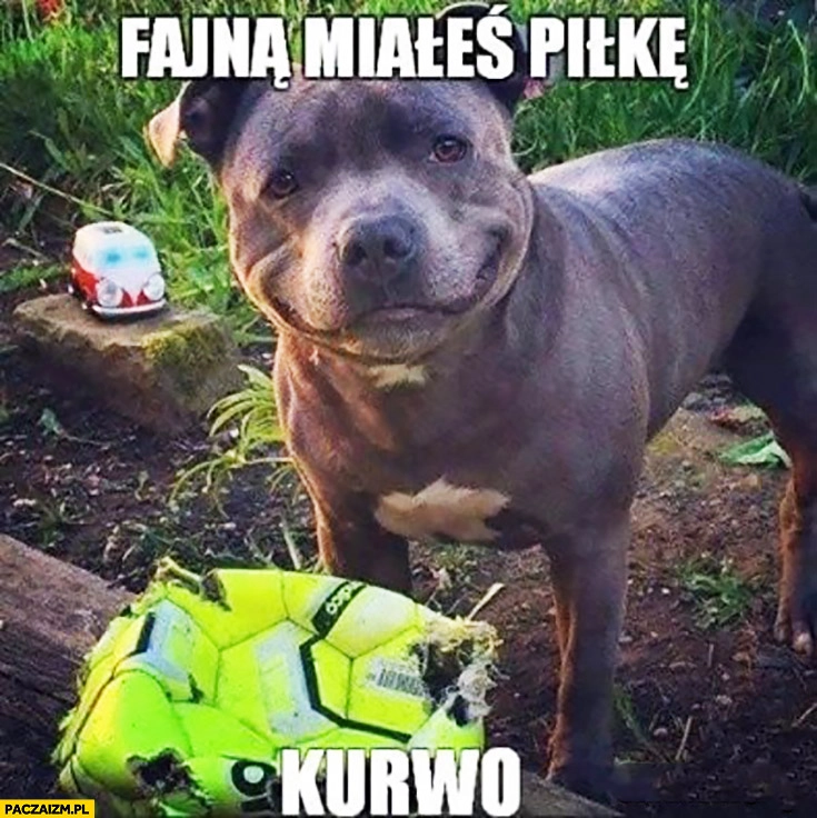 
    Fajną miałeś piłkę kurno uśmiechnięty pies pogryzł