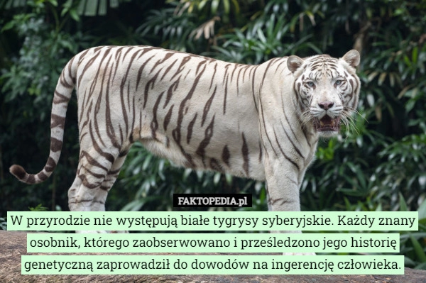 
    W przyrodzie nie występują białe tygrysy syberyjskie. Każdy znany osobnik,