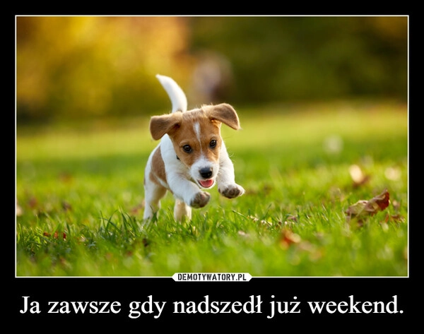 
    Ja zawsze gdy nadszedł już weekend.