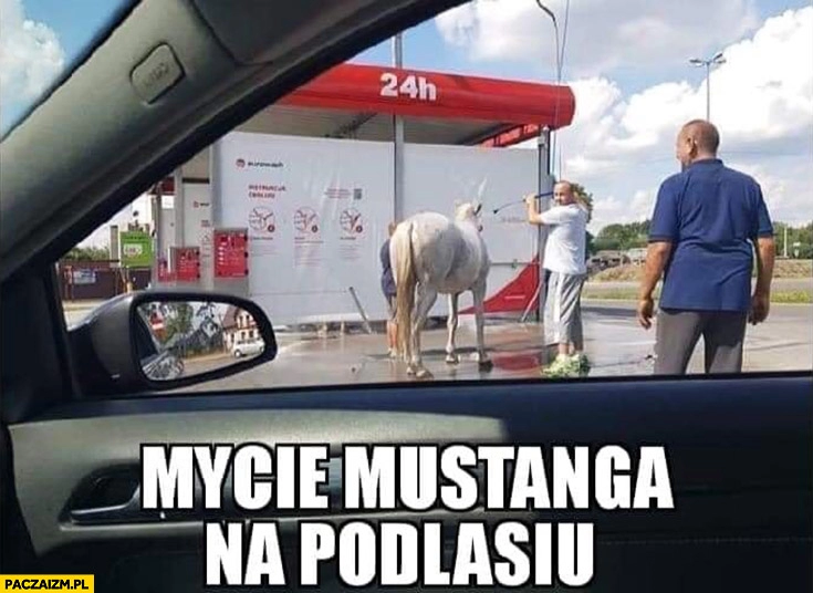 
    Mycie mustanga na Podlasiu koń na myjni samochodowej