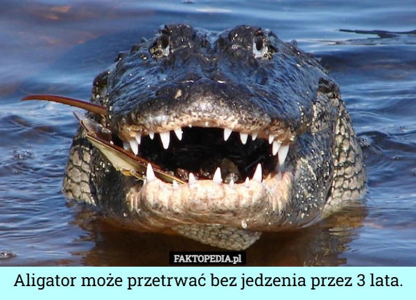 
    Aligator może przetrwać bez jedzenia przez 3 lata.