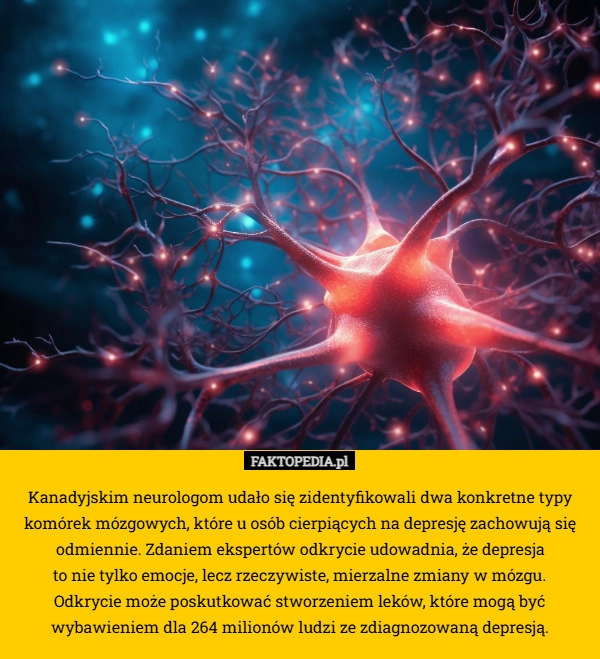 
    Kanadyjskim neurologom udało się zidentyfikowali dwa konkretne typy komórek