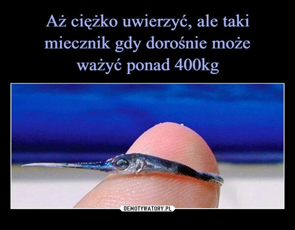 
    Aż ciężko uwierzyć, ale taki
miecznik gdy dorośnie może
ważyć ponad 400kg