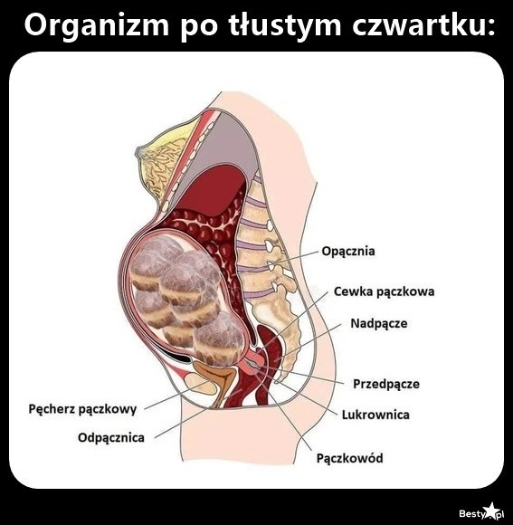 
    Organizm po tłustym czwartku 