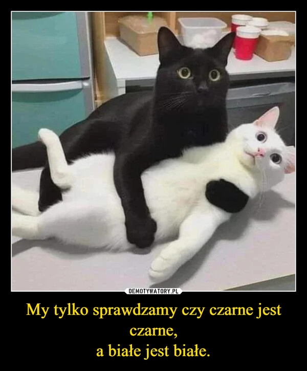 
    My tylko sprawdzamy czy czarne jest czarne,
a białe jest białe.