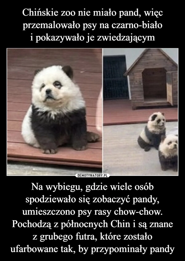 
    Chińskie zoo nie miało pand, więc przemalowało psy na czarno-biało
i pokazywało je zwiedzającym Na wybiegu, gdzie wiele osób spodziewało się zobaczyć pandy, umieszczono psy rasy chow-chow. Pochodzą z północnych Chin i są znane
z grubego futra, które zostało ufarbowane tak, by przypominały pandy