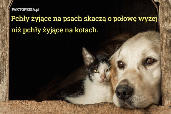 
    Pchły żyjące na psach skaczą o połowę wyżej niż pchły żyjące na kotach.