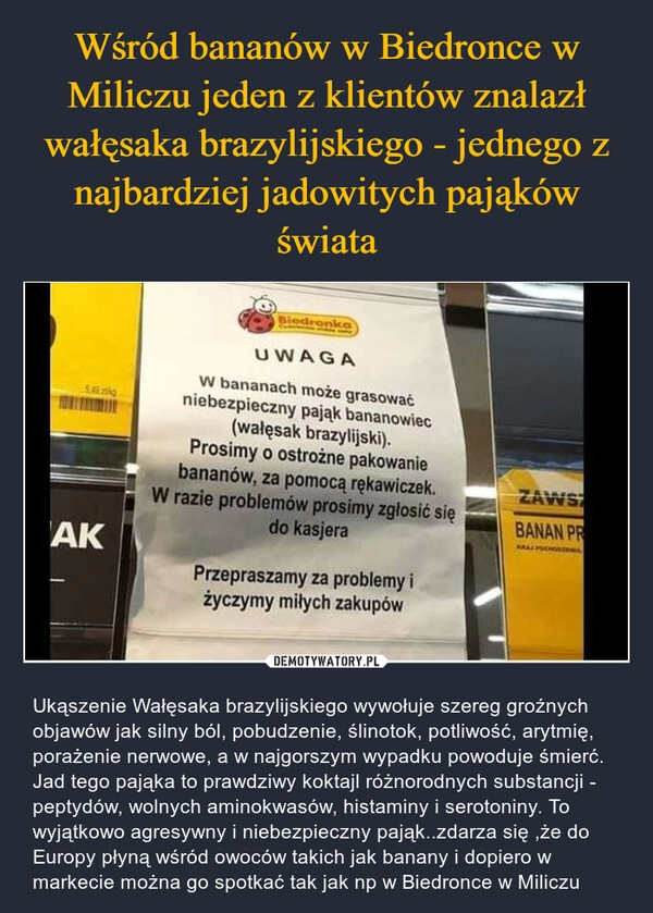 
    Wśród bananów w Biedronce w Miliczu jeden z klientów znalazł wałęsaka brazylijskiego - jednego z najbardziej jadowitych pająków świata