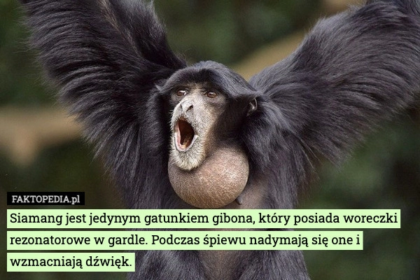 
    Siamang jest jedynym gatunkiem gibona, który posiada woreczki rezonatorowe