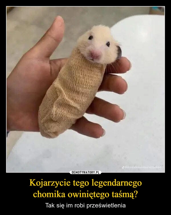 
    Kojarzycie tego legendarnego
chomika owiniętego taśmą?