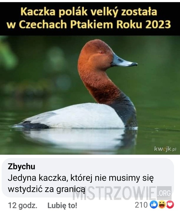 
    Kaczka