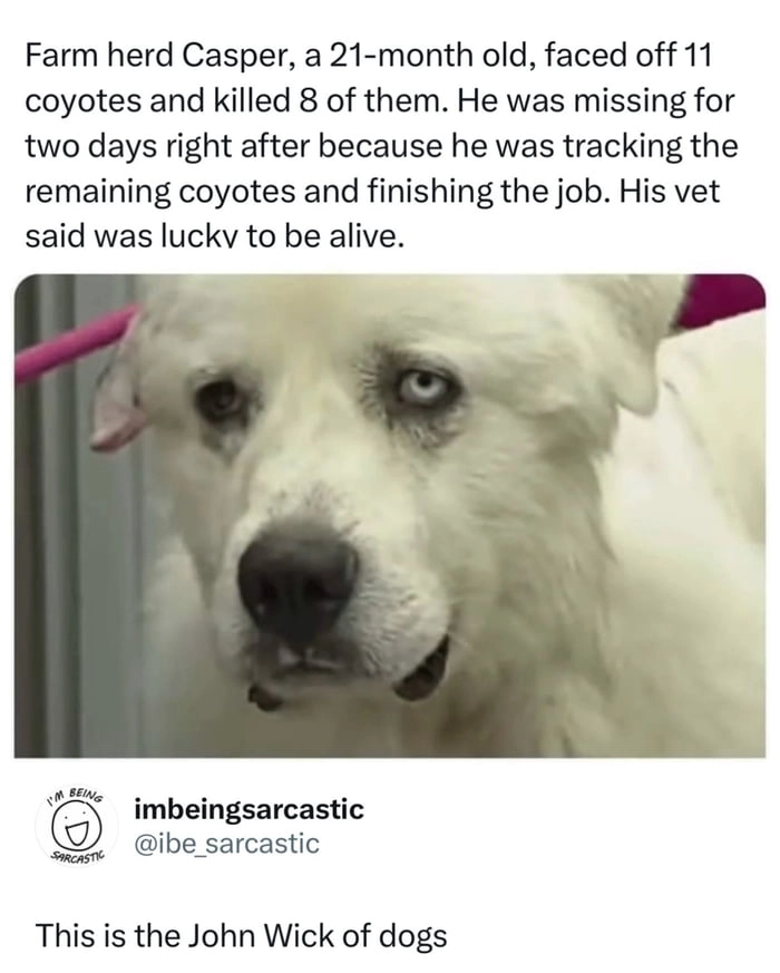 
    Casper definitely deserves a lifetime supply of treats