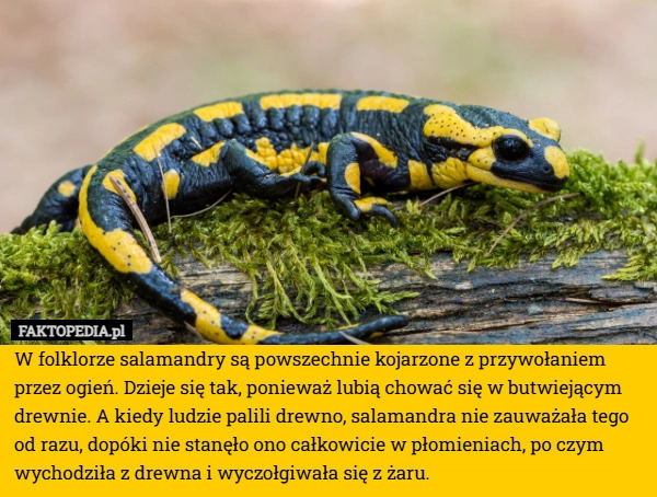 
    W folklorze salamandry są powszechnie kojarzone z przywołaniem przez ogień.