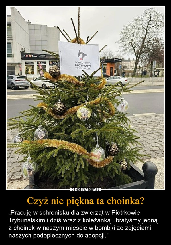 
    Czyż nie piękna ta choinka?