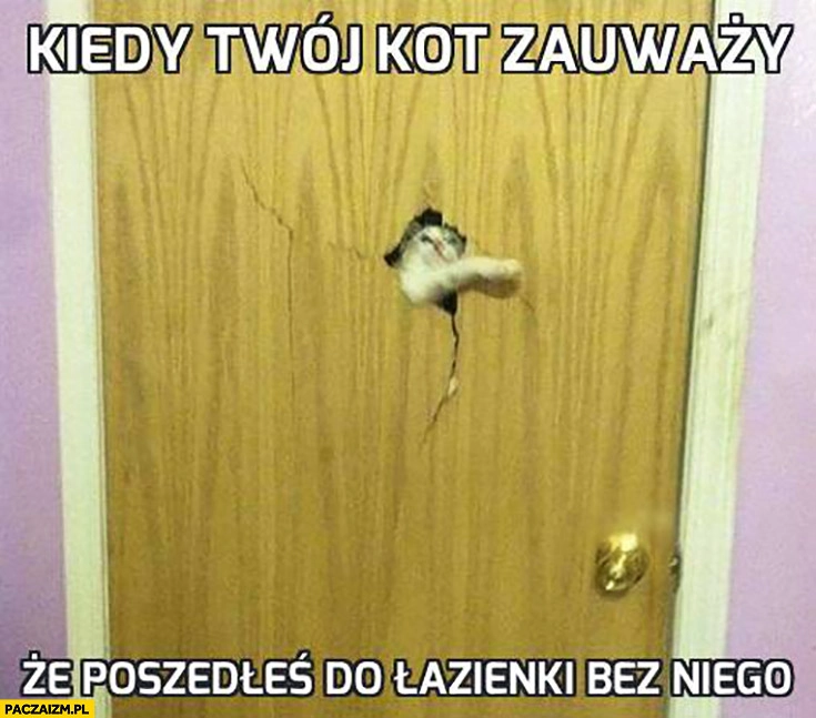 
    Kiedy Twój kot zauważy, że poszedłeś do łazienki bez niego dziura w drzwiach