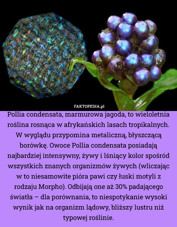 
    Pollia condensata, marmurowa jagoda, to wieloletnia roślina rosnąca w afrykańskich