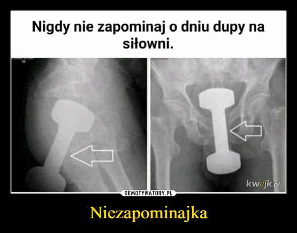 
    Niezapominajka