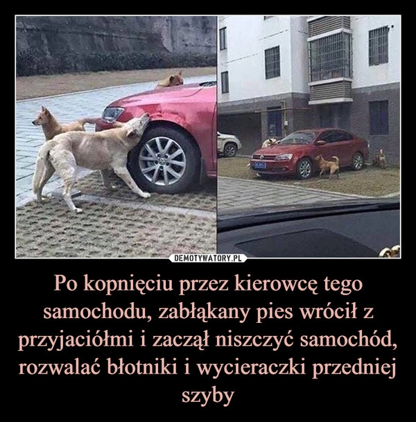 
    Po kopnięciu przez kierowcę tego samochodu, zabłąkany pies wrócił z przyjaciółmi i zaczął niszczyć samochód, rozwalać błotniki i wycieraczki przedniej szyby