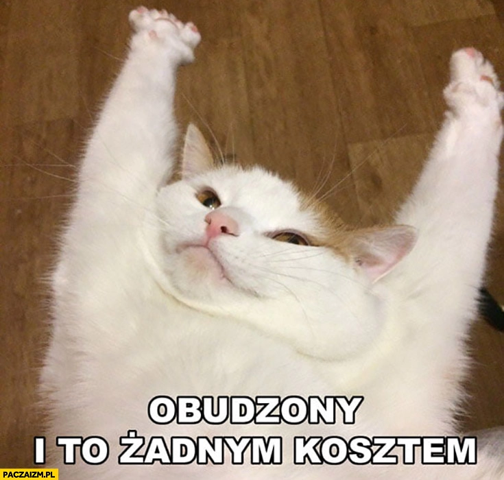 
    Obudzony i to żadnym kosztem kot