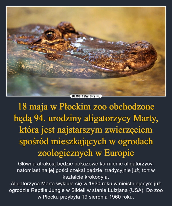 
    18 maja w Płockim zoo obchodzone będą 94. urodziny aligatorzycy Marty, która jest najstarszym zwierzęciem spośród mieszkających w ogrodach zoologicznych w Europie