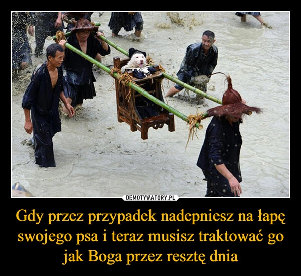 
    Gdy przez przypadek nadepniesz na łapę swojego psa i teraz musisz traktować go jak Boga przez resztę dnia