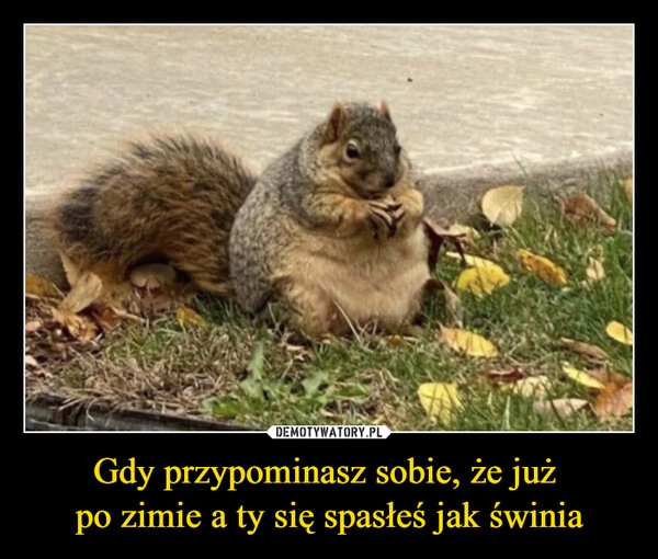 
    Gdy przypominasz sobie, że już 
po zimie a ty się spasłeś jak świnia